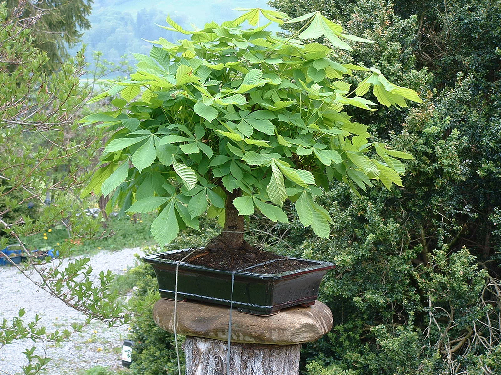 Photo du bonsai : Marronnier dInde (Aesculus hippocastanum)