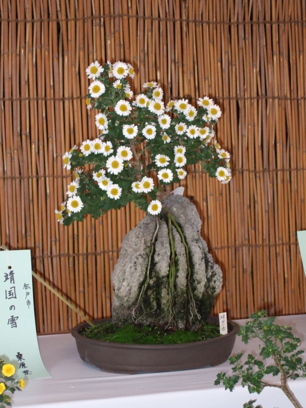 Photo du bonsai : Chrysanthme (Chrysanthemum)