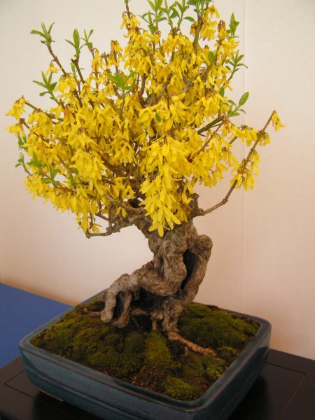 Photo du bonsai : Forsythia (Forsythia)