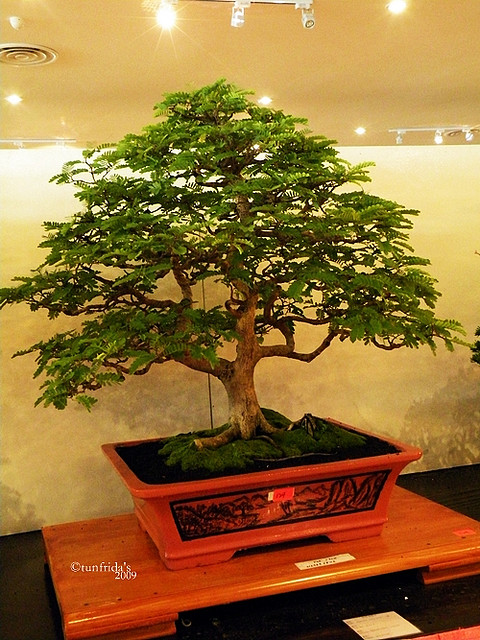 Photo du bonsai : Tamarinier (Tamarindus Indica)