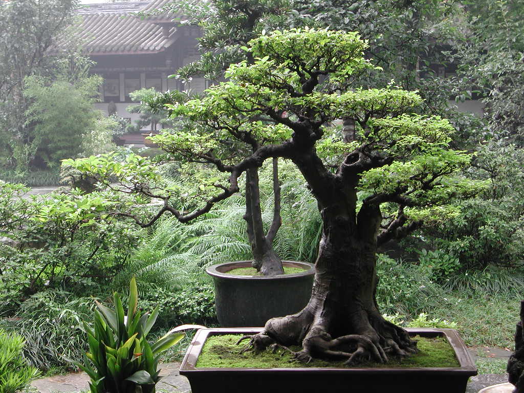 Photo du bonsai : Baobab (Adansonia digitata)