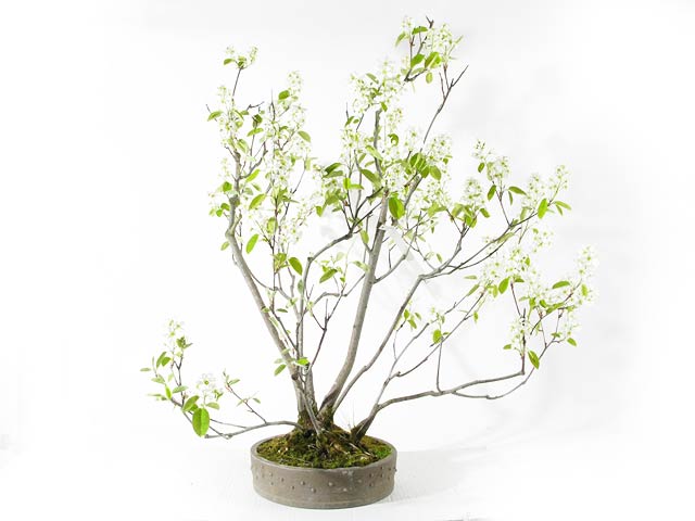 Photo du bonsai : Amlanchier  feuilles ovales (Amelanchier ovalis)