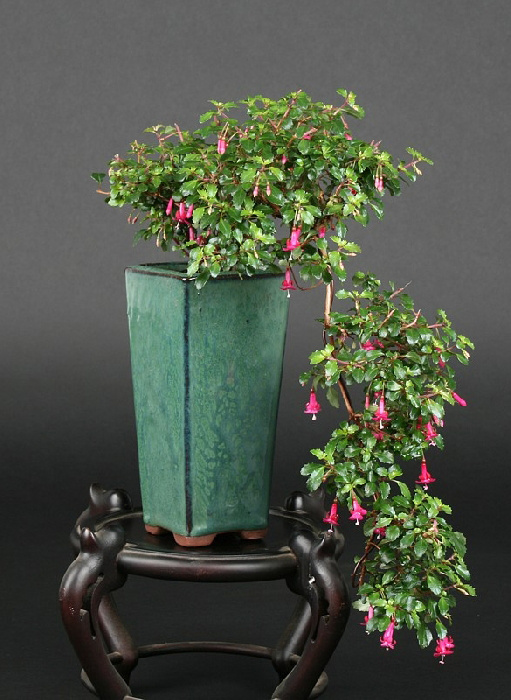 Photo du bonsai : Fuschia (Fuchsia)
