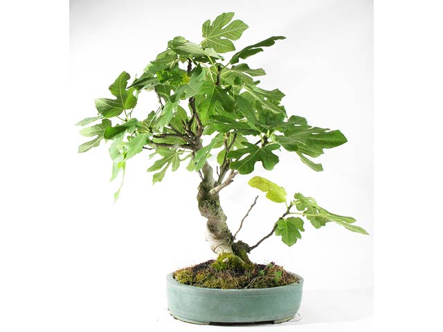 Photo du bonsai : Figuier (Ficus carica)