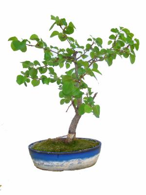 Photo du bonsai : Peuplier (Populus tremula)