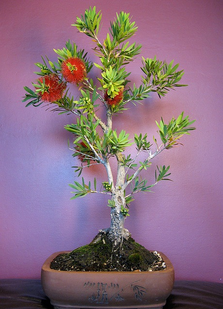 Photo du bonsai : Callistemon (Callistemon citrinus)