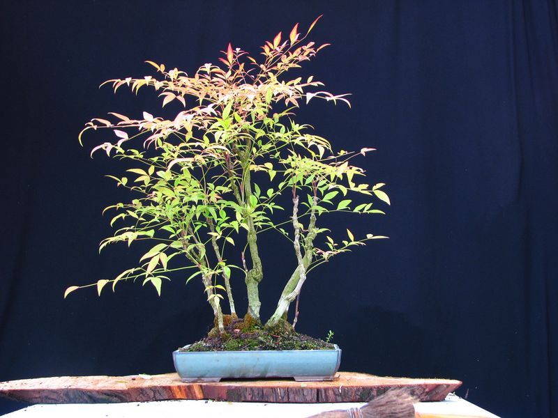 Photo du bonsai : Bambou sacr (Nandina domestica)