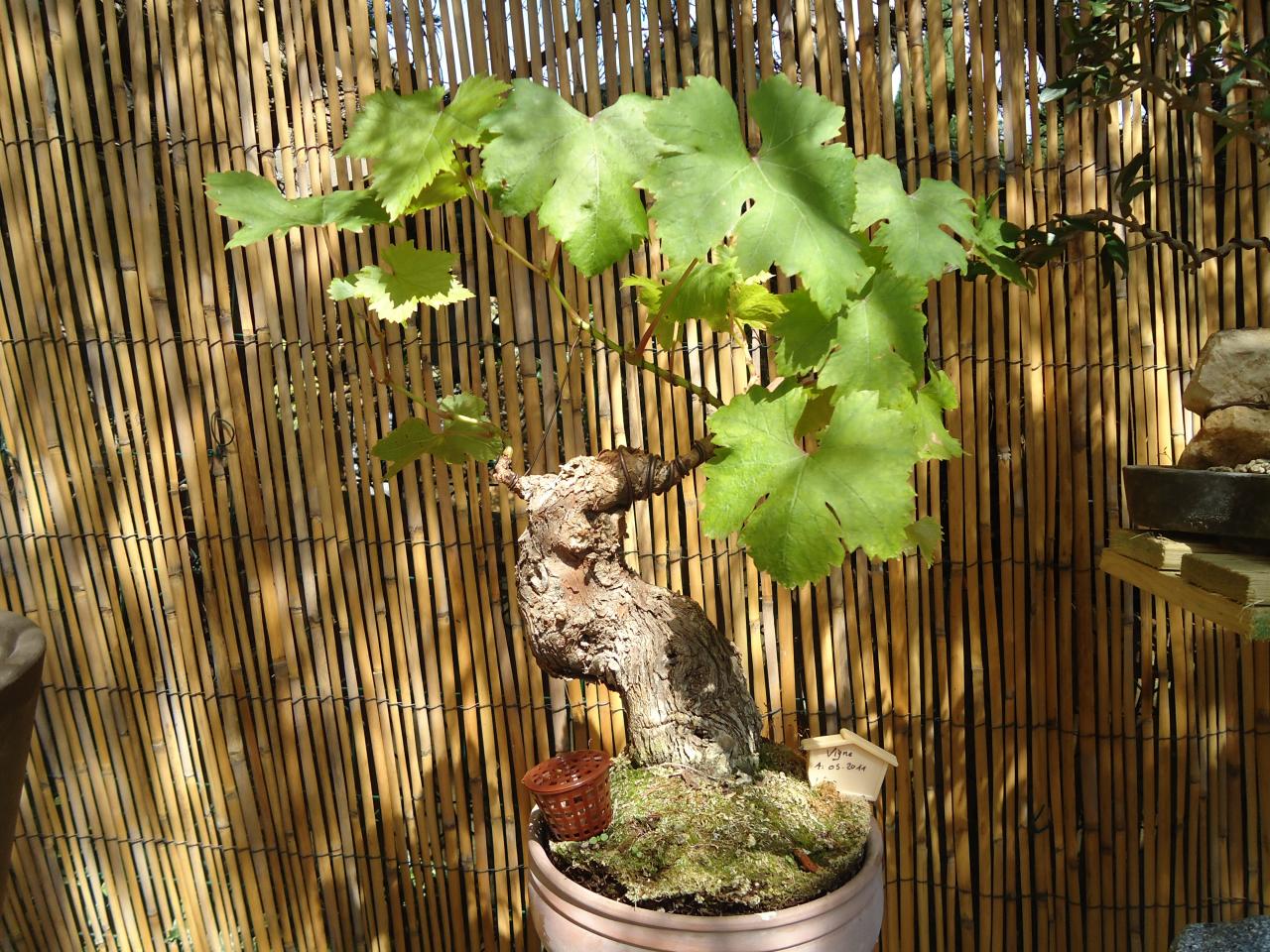 Photo du bonsai : Vigne (Vitis vinifera)