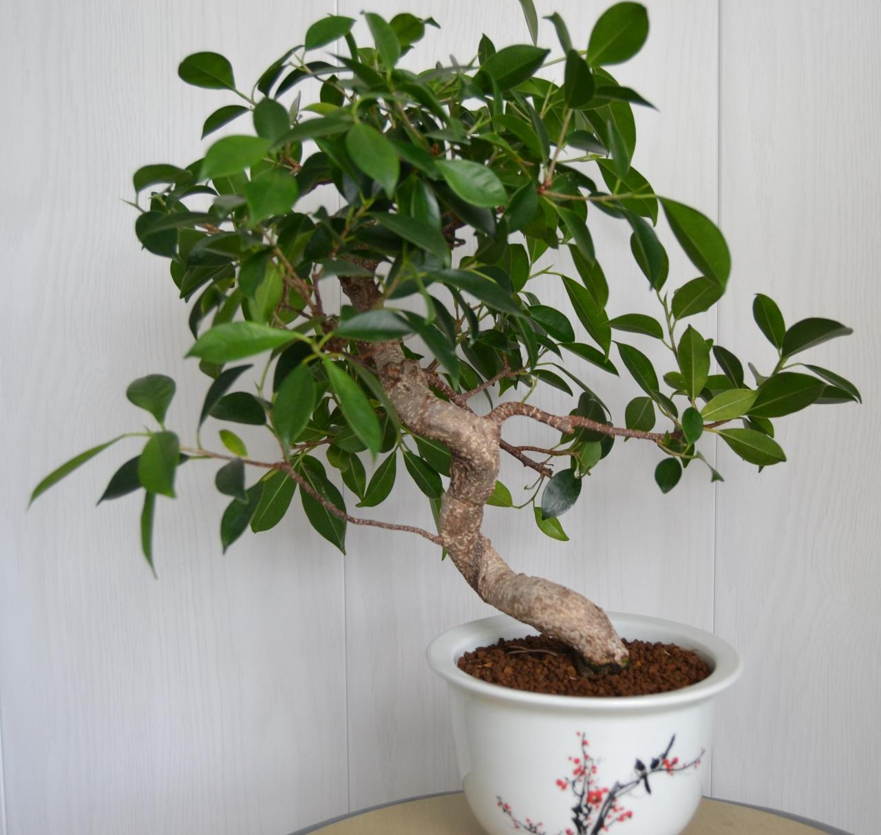 Bonsaï Création | Fiche d'entretien du Ficus (Ficus microcarpa, ginseng)