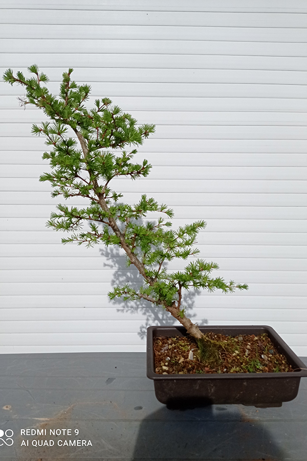 Photo du bonsai : 21032024