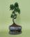 Photo : Poterie pour bonsa� de Jc Herman