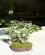 Photo : Acer Palmatum