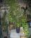 Photo : Acer Palmatum