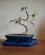 Photo : ficus 
