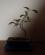 Photo : ficus 
