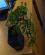 Photo : Crassula cascade