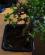 Photo : Crassula cascade