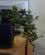 Photo : Crassula cascade