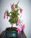 Photo : FUSCHIA
