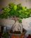 Photo : ficus ginseng