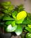 Photo : ficus ginseng