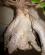Photo : ficus ginseng
