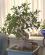 Photo : ficus
