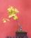 Photo : Ginkgo biloba bunjingi