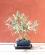 Photo : Olea europea