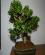 Photo : No�l2