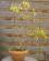 Photo : Forsythia