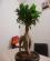 Photo : ficus