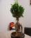 Photo : ficus