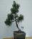 Photo : Pin � crochets ( Pinus uncinata )