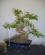 Photo : ligustrum