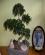 Photo : ligustrum