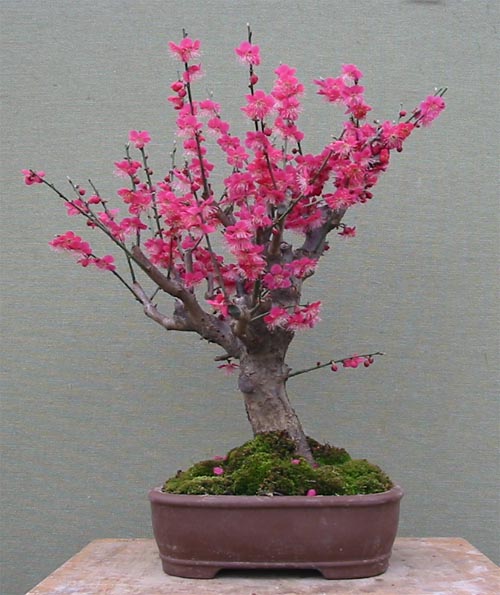 Photo du bonsai : Abricotier du Japon (Prunus mume)
