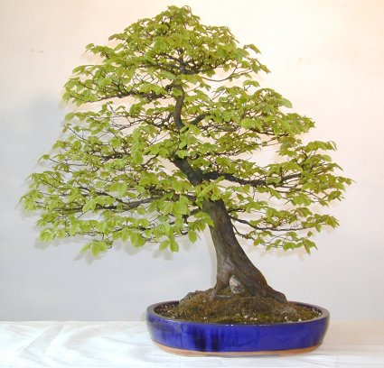 Photo du bonsai : Charme (Carpinus)