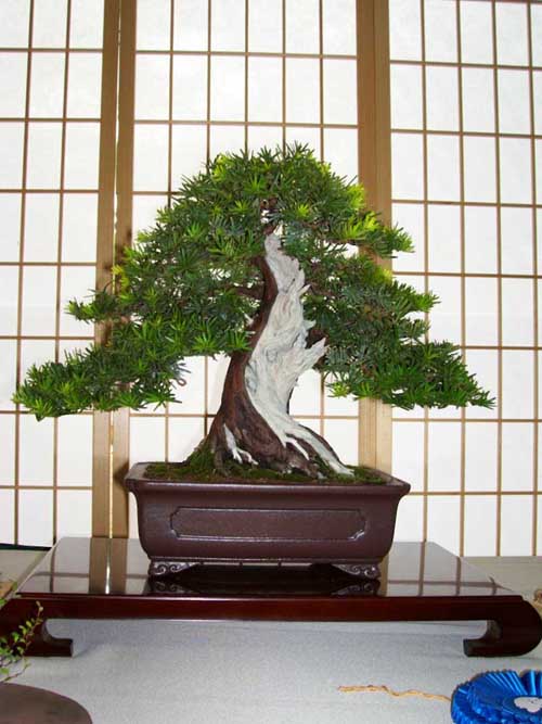 Photo du bonsai : If (Taxus cuspidata, Taxus baccata)
