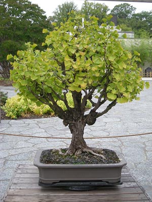 Photo du bonsai : Ginkgo (Ginkgo biloba)