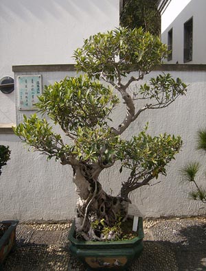 Créer un bonsai : technique et entretien