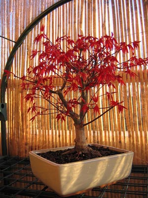 Photo du bonsai : Erable du Japon (Acer Japonicum)