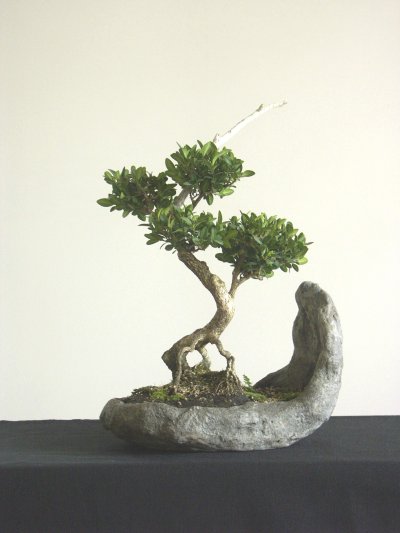Photo du bonsai : Buis (Buxus harlandii, Buxus sempervirens )