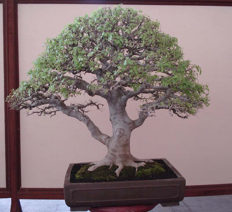 Photo du bonsai : Micocoulier (Celtis sinensis)