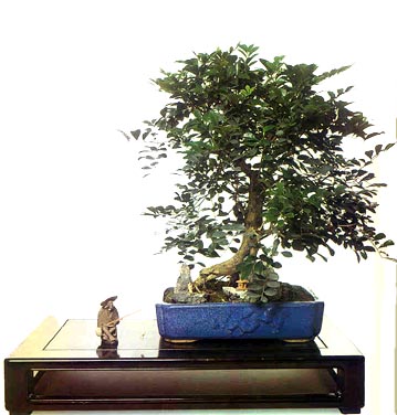 Photo du bonsai : Murraya (Murraya paniculata)