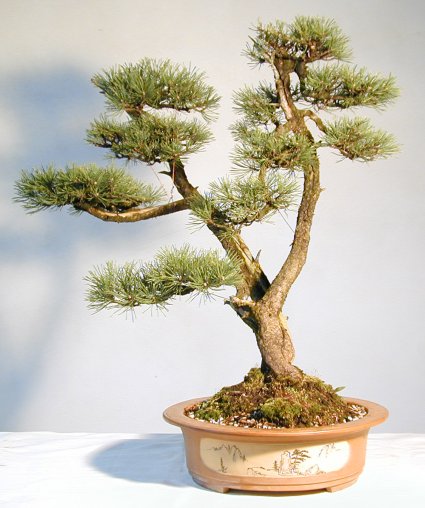 Photo du bonsai : Pin à cinq aiguilles (Pinus parviflora, Pinus pentaphylla)