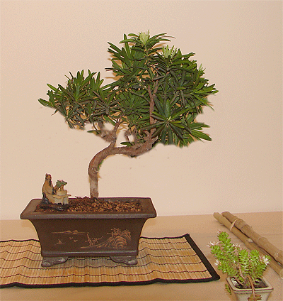 Photo du bonsai : Podocarpus (Podocarpus nagi)