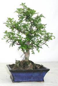 Photo du bonsai : Faux poivrier du Japon (Operculicarya decaryi, Xanthoxylum piperitum)