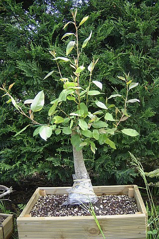 Photo du bonsai : Poirier de Chine (Pyrus calleryana)