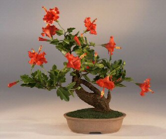 Photo du bonsai : Hibiscus (Hibiscus Syriacus)